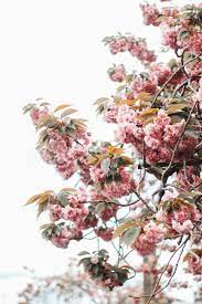 Maybe you would like to learn more about one of these? What To Do In Olympia Wa For A Weekend Decidedlydifferent Floral Photography Flower Aesthetic Flowers Nature