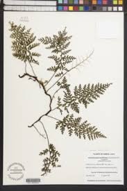 Image result for Vandenboschia gigantea