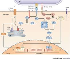 Tcr Connects To Foxp3 Via Complicated Possible Pathways Medical School Studying Nursing Notes Immunology