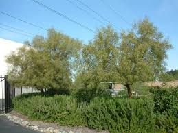 Check spelling or type a new query. Trees