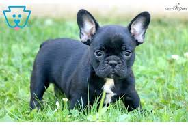 The breed is the result of a cross between toy bulldogs imported from england, and local ratters in paris, france, in the 1800s. Sassy French Bulldog Puppy For Sale Near Lancaster Pennsylvania 2e067e1e 4211