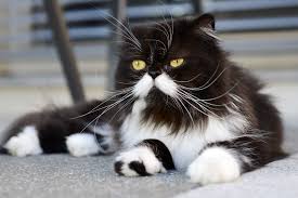 Dogs and puppies cats and kittens horses rabbits birds snakes. 9 Beautiful Black And White Cat Breeds Daily Paws