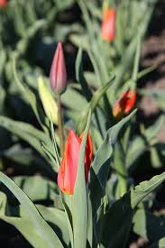 Maybe you would like to learn more about one of these? Tulpen Im Fruhling Blumenfeld Langediers