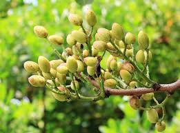 This valuable and useful information that can help you to learn more about the ash and help you identify the ash tree. Pistachio Trees Buying Growing Guide Trees Com