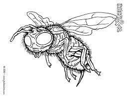 un coloriage sur insecte sauvage volant la mutile cette horrible serait peut etre peu mieux avec animaux insectes d&#x00027;automne simple