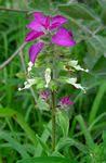 Image result for Syncolostemon oritrephes