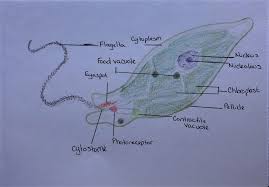 Protista Identification – Academic Coursework
