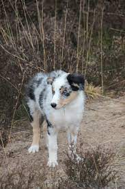 Wizard Blue Merle Tri Border Collie 13 Weeks Border Collie Blue Merle Boarder Collie Puppy Border Collie Merle