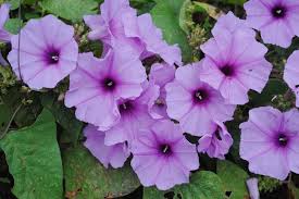 Image result for Ipomoea rubens