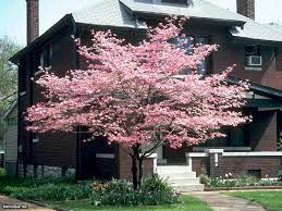 These beloved 4 petaled flowers coat your tree with a layer of pretty pink in late winter and early spring. Flowering Dogwood Tree Varieties Hgtv