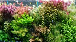 Image result for Rotala capensis