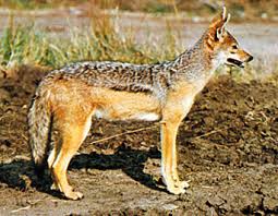 Jackal, any of several species of wolflike carnivores of the dog genus, canis, family canidae, sharing with the hyena an exaggerated reputation for cowardice. Jackal Mammal Britannica