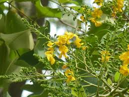 Image result for Pterocarpus rotundifolius