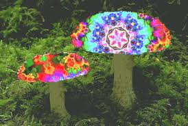 Magic mushrooms are hallucinogenic mushrooms. Magic Mushrooms Are The Safest Drug You Can Take Dazed