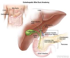 definition of extrahepatic bile duct nci dictionary of