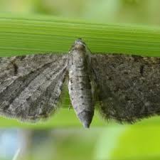 Image result for Eupithecia trisignaria