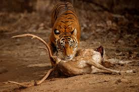 Prey Preferences of Bengal Tiger ...