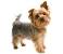 Cute Silky Terrier Haircut