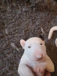 English Bull Terrier Puppies Akc Registered 12 Weeks Old In El Paso Texas Text 567 333 7 English Bull Terrier Puppy Bull Terrier Puppy English Bull Terriers