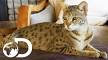 Savannah Cat Owners #1 Guide! | Kitten Cost, Breeders, Advice