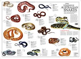 venomous australian snakes poster flat