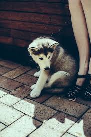 Girl And Dog Tumblr Kopekli Bayan Avatarlari Kopek Avatarlari Girl Dog Tumblr Sayfa 8 Forumtutkusu Com Forum Tutkunlarinin Tek Adresi Kopek Resimler