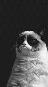 60 Cool Iphone 6s Funny Wallpapers And Backgrounds In Hd Quality Funny Cat Wallpaper Cat Background Grumpy Cat