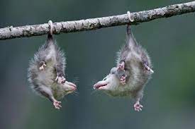 Northern Opossum Didelphis Virginiana Pups Prehensile Tail Branch Hanging Photographic Print Ronald Wittek Allposters Com In 2021 Opossum Pup Mammals