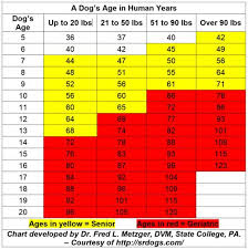 age chart in human years for most dogs page 1