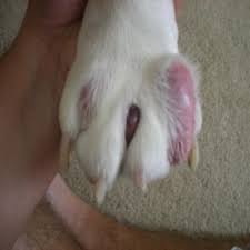 Areas commonly affected with bad hair follicle problems include on the head (scalp), cheeks, chin, on neck, chest and under armpits. English Bulldog News Forums Interdigital Furuncle X2f Interdigital Cyst Dog Treatment Dog Skin Allergies Dog Skin