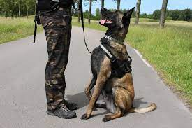 Malinois, groenendael, tervueren und laekenois. Malinois Steckbrief Geschichte Charakter Haltung