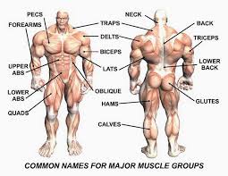 The number of muscles having one or both attatchments within the back as a whole is huge. A Common Name For Major Muscles Fitness Addiction Facebook