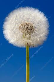 Image result for Taraxacum sp.