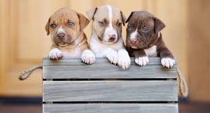 Home of quality pit bull puppies. Pitbull Breeds Discover The Differences Between The Pitbull Dog Breeds
