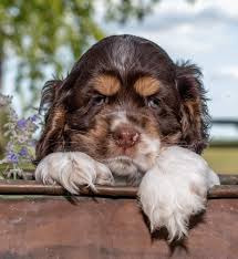 4 lovely cocker spaniel puppies for sale. Parti Color Cocker Spaniels Puppies For Sale At Penny Lane Cocker Spaniels