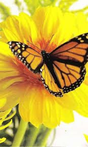 Check spelling or type a new query. Yellow Butterfly Wallpapers Posted By Ryan Mercado