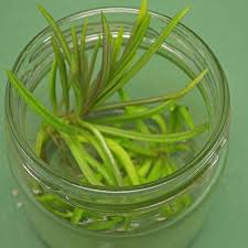 Image result for Senecio barbertonicus