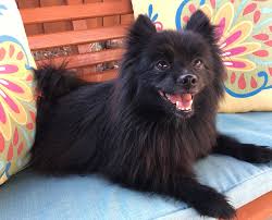 From puppies to seniors, we petco dog training in garland, tx. Puppies For Adoption In Garland Tx The Y Guide