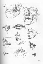 Pin On Anatomy Study