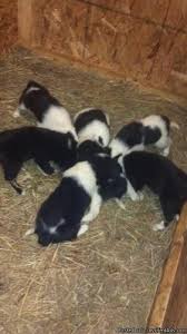 Ly's border collies, saint joe, indiana. Border Collie Puppies Price 300 500 00 For Sale In Portage Indiana Stuffinus