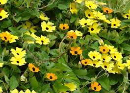 Image result for Thunbergia annua