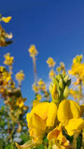 Image result for Crotalaria torrei