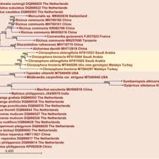 Image result for Mildbraedia carpinifolia