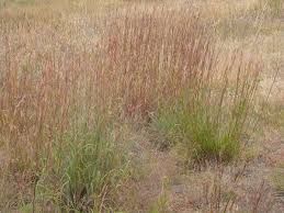 Image result for Andropterum