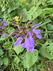 Image result for Justicia buchholzii