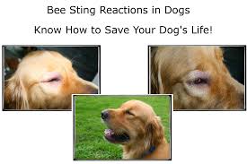 Melton Dog Grooming - As Lockdown Continues I'Ve Been Spending More Time In  The Garden And I'Ve Noticed Quite Alot Of Buzzy Bees Around So Thought This  Might Be Useful. A Bee'S