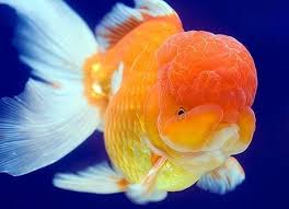 Memilih indukan yang sudah berusia 6 bulan ke atas2. Ikan Mas Koki Lionhead Ciri Ciri Dan Klasifikasinya
