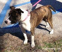 Check spelling or type a new query. American Pitbull Terrier Dog Breed Pictures 7