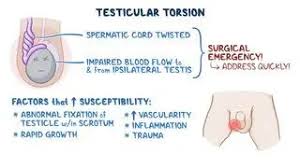 Image result for Cremasteric Reflex