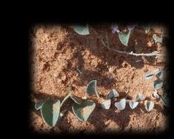 Image result for Alectra orobanchoides